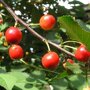 Zure kersenboom 'Morel' halfstam (zelfbestuivend)